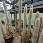 20260516_173140 Cleistocactus sp