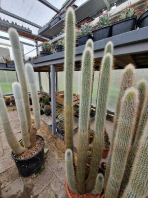 20260516_173140 Cleistocactus sp