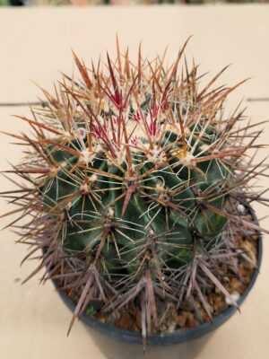 Ferocactus fordii