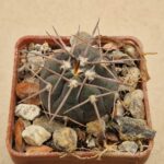 Gymnocalycium spegazzinii