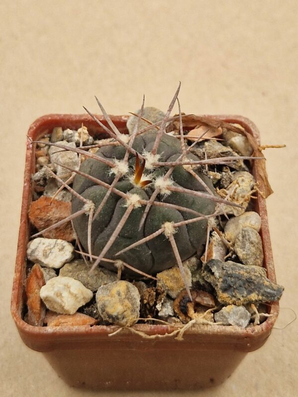 Gymnocalycium spegazzinii