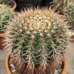 Notocactus roseoluteus