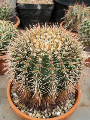 Notocactus roseoluteus