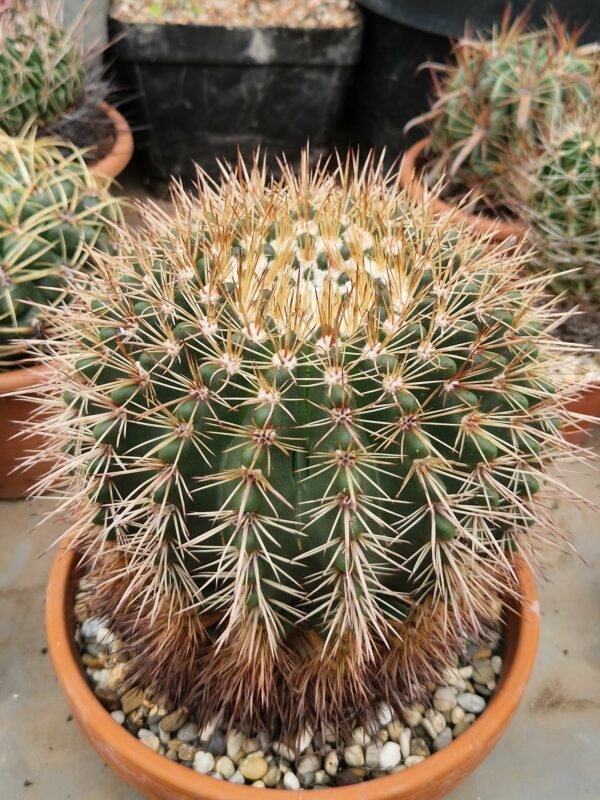 Notocactus roseoluteus