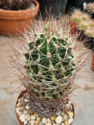 Ferocactus setispinus