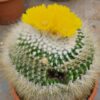 Parodia chrysacanthion