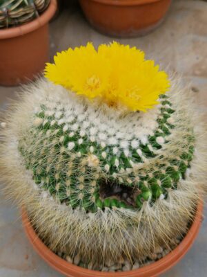 Parodia chrysacanthion