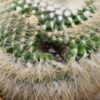 Parodia chrysacanthion