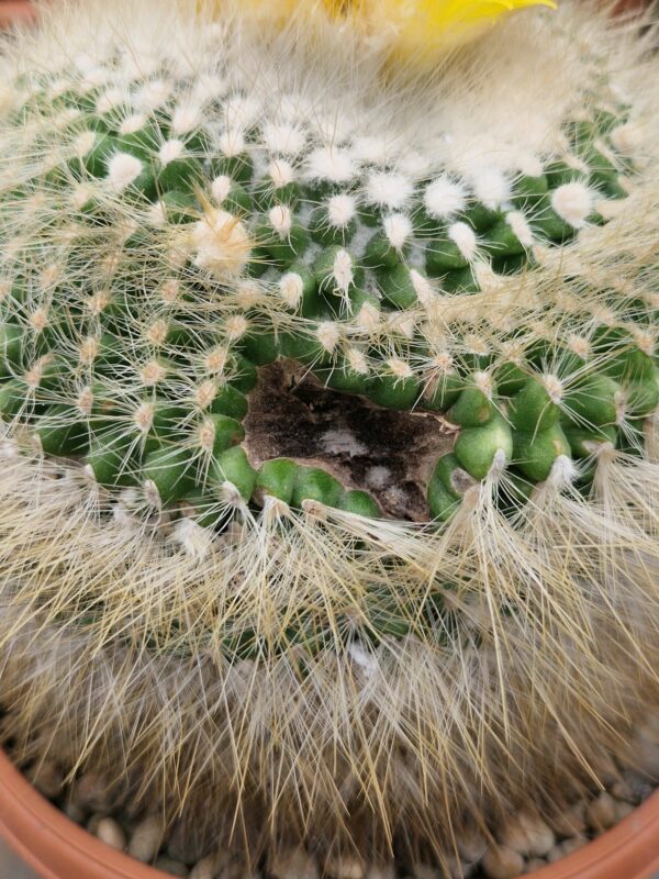 Parodia chrysacanthion