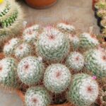 Mammillaria bombycina