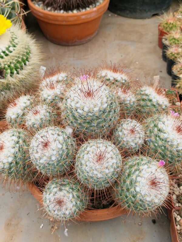 Mammillaria bombycina