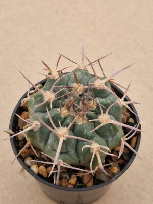 Gymnocalycium bicolor-prochazkianum
