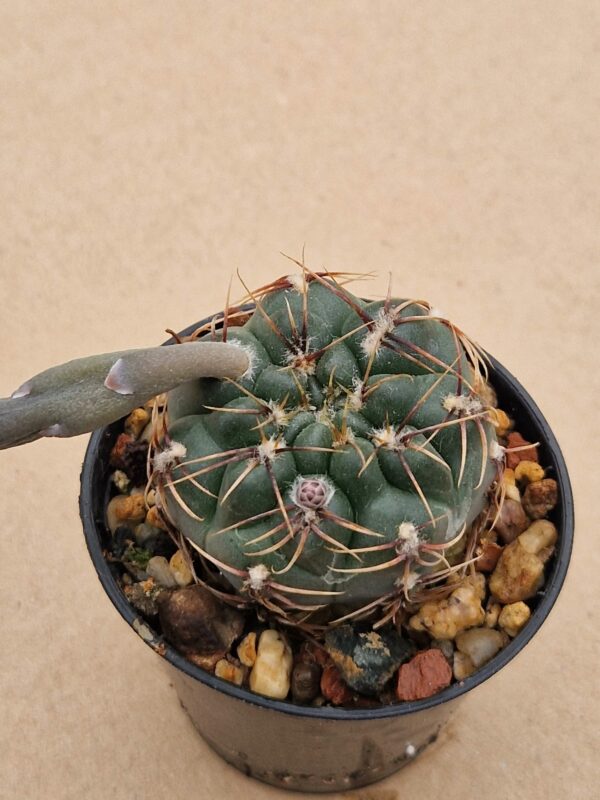 Gymnocalycium walterii