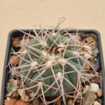 Gymnocalycium spegazzinii v maior