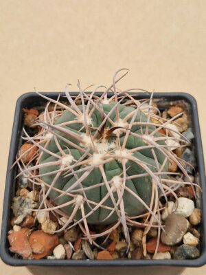 Gymnocalycium spegazzinii v maior