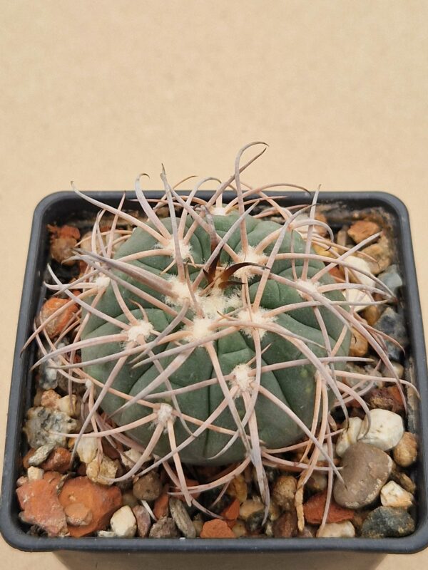 Gymnocalycium spegazzinii v maior