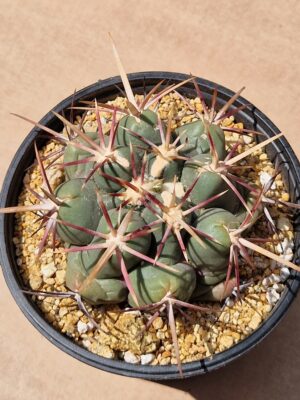 Thelocactus heterochromus