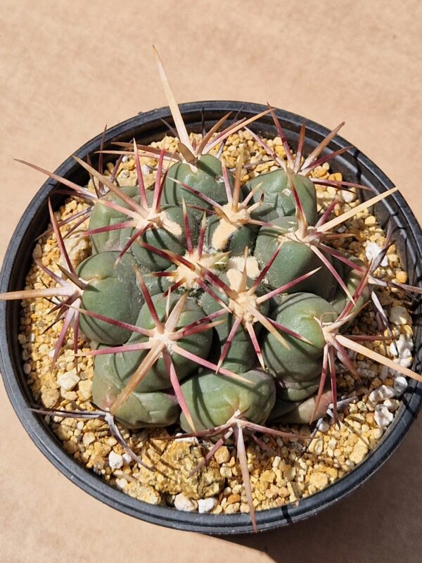 Thelocactus heterochromus