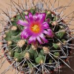 Thelocactus freudenbergii
