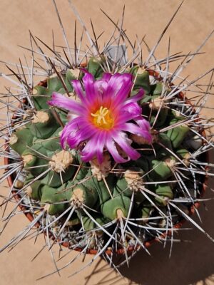 Thelocactus freudenbergii