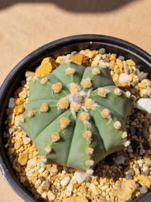Astrophytum hybrid