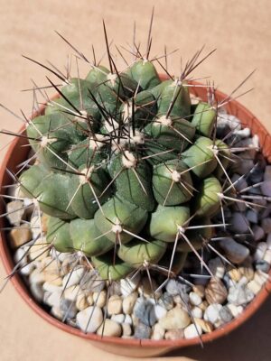Thelocactus flavus