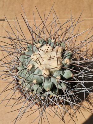 Thelocactus nidulans