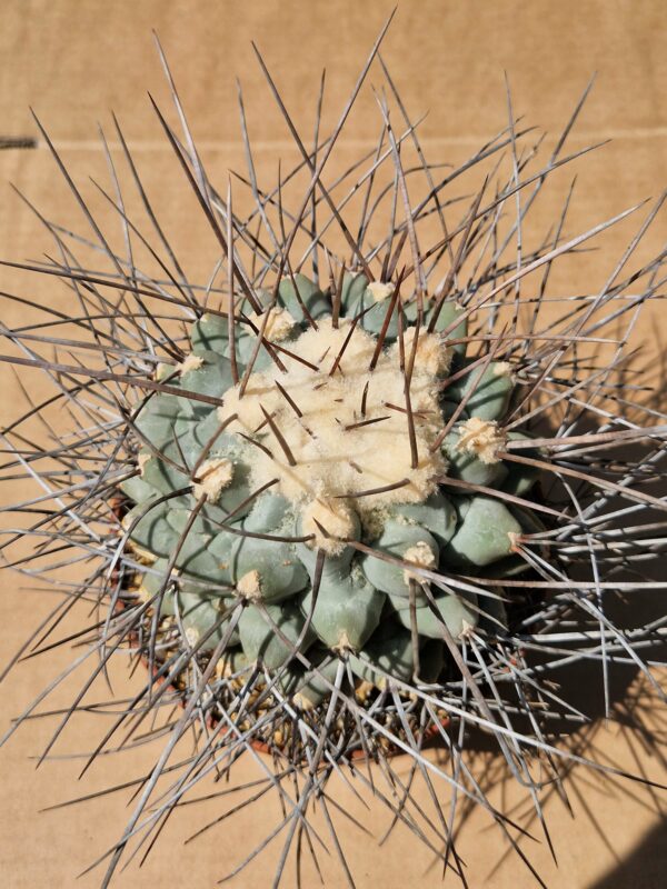 Thelocactus nidulans
