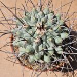 Thelocactus nidulans