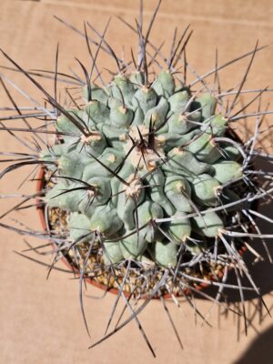Thelocactus nidulans