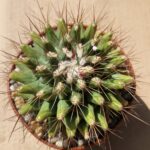 20260524_142955 Thelocactus matudae
