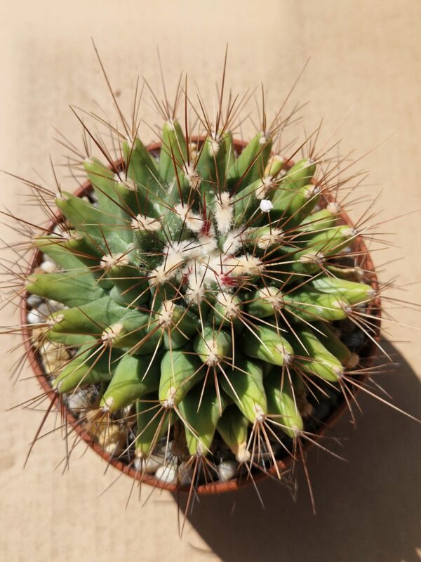 Thelocactus matudae