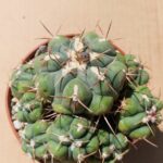 Thelocactus hexaedrophorus