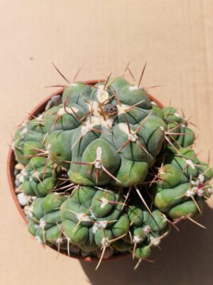 20260524_143040 Thelocactus hexaedrophorus
