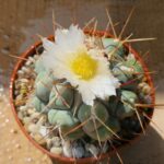 Thelocactus hexaedrophorus
