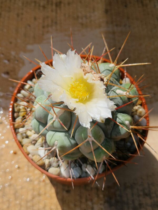Thelocactus hexaedrophorus