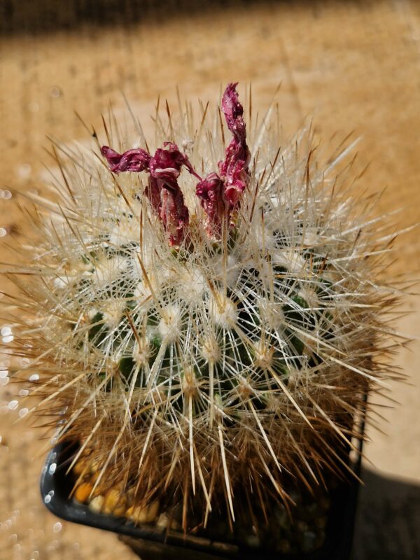 Thelocactus macdowellii