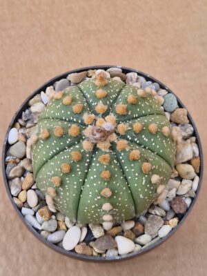 20260524_161044 Astrophytum asterias