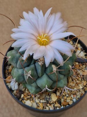 20260524_161158 Thelocactus multicephlus