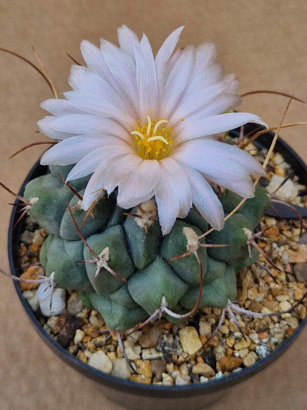 Thelocactus multicephlus