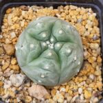 Lophophora williamsii