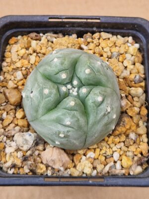 20260524_162008 Lophophora williamsii