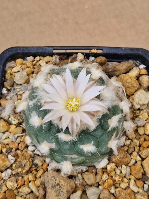 Lophophora koehresii