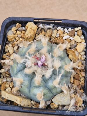 20260524_162032 Lophophora williamsii
