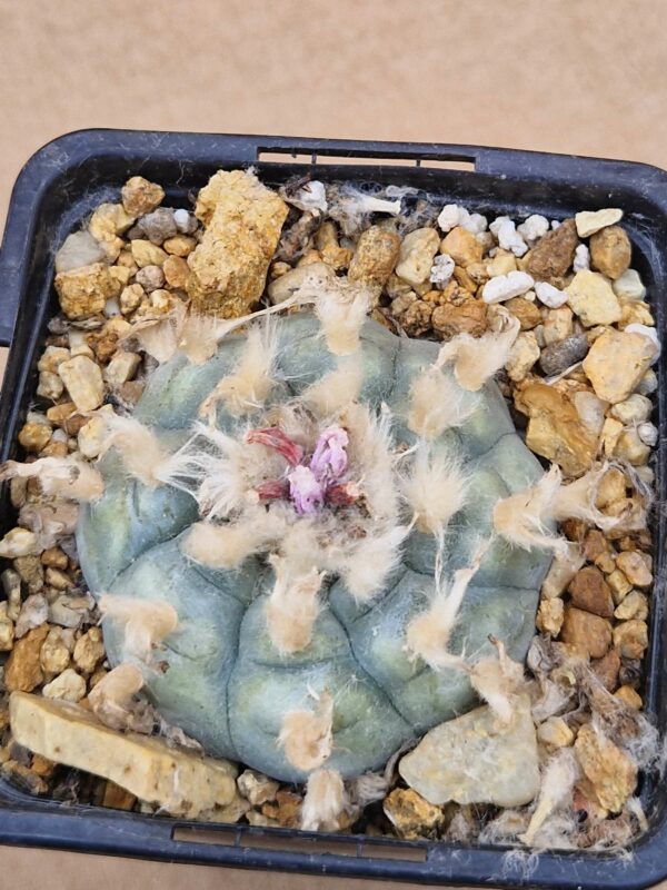 Lophophora williamsii