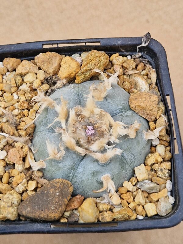 Lophophora williamsii