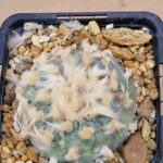 Lophophora fricii