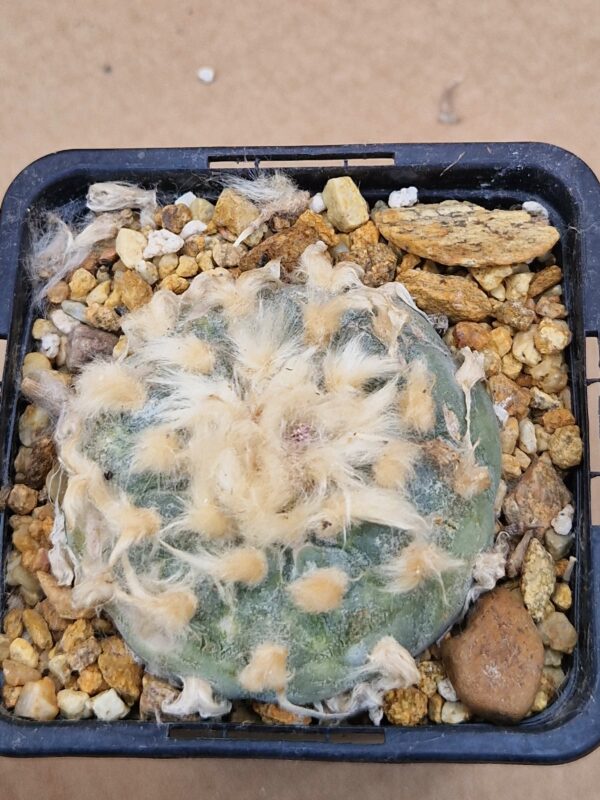 Lophophora fricii
