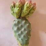 20260526_142849 Opuntia fragilis "freiburg"