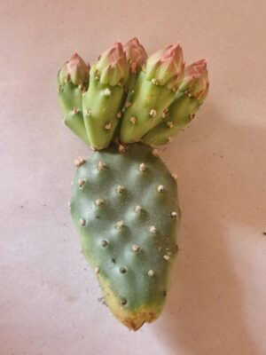 20260526_142849 Opuntia fragilis "freiburg"